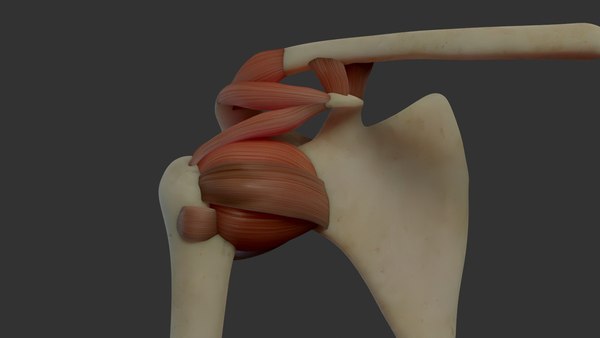 3d scapula anatomy