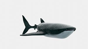 Animated Whale Shark 3D Model Game Ready 3D