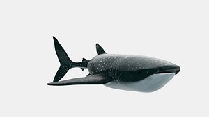 Animated Whale Shark 3D Model Game Ready
