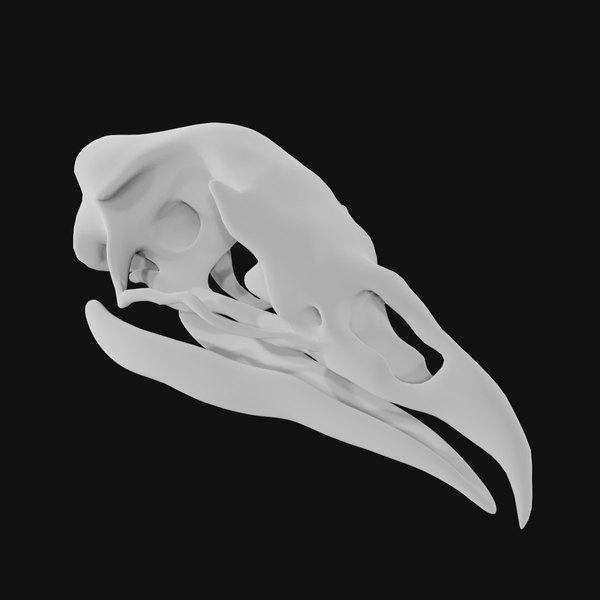 Turkey Skull 3D - TurboSquid 1986112