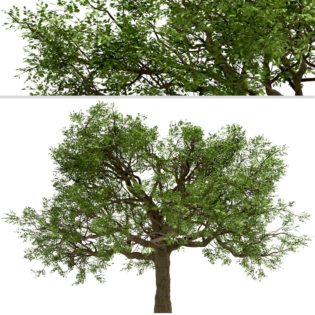 3D Set of White Oak or Quercus alba Tree - 2 Trees - TurboSquid 2000222