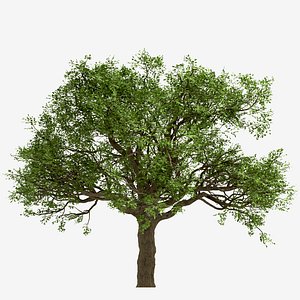 3D Set of White Oak or Quercus alba Tree - 2 Trees