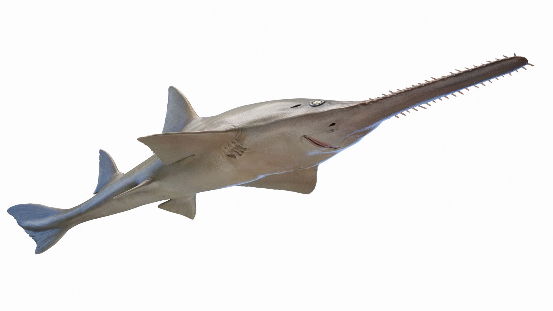 Sawfish Static 3D model https://p.turbosquid.com/ts-thumb/j1/YsvBV4/Od/sawfish0000/jpg/1672153965/1920x1080/fit_q87/a4e4ab0d3241abbedcb69c6a2df70524d904584a/sawfish0000.jpg