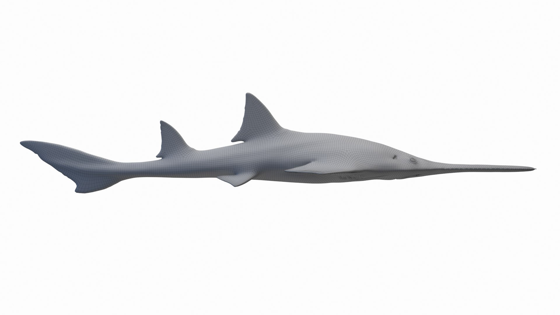 Sawfish Static 3D model https://p.turbosquid.com/ts-thumb/j1/YsvBV4/WO/sawfish_wire0003/jpg/1672153963/1920x1080/fit_q87/36ce298b68ccfd505f6bf011c21298441bbbab9e/sawfish_wire0003.jpg