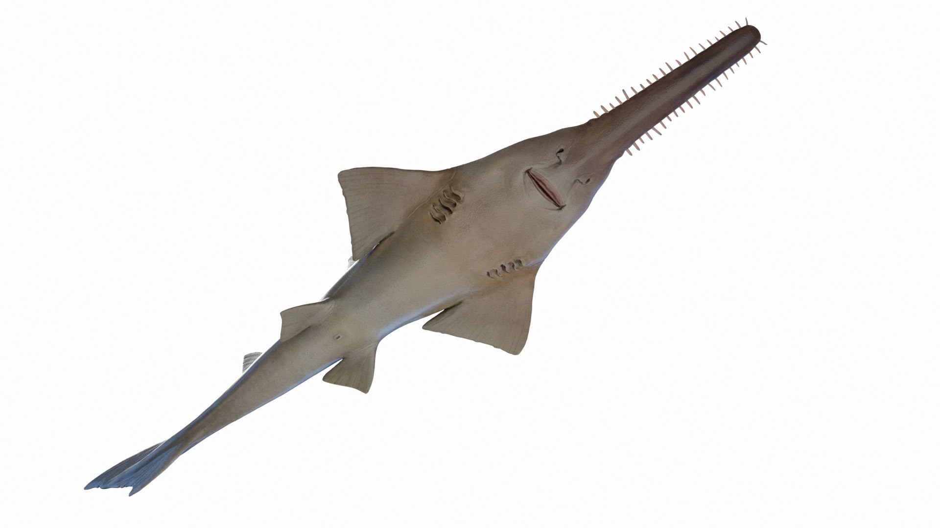 Sawfish Static 3D model https://p.turbosquid.com/ts-thumb/j1/YsvBV4/oJ/sawfish0001/jpg/1672153965/1920x1080/fit_q87/d0e24d6f1c191b431983b74d81bed83d2fef88ce/sawfish0001.jpg