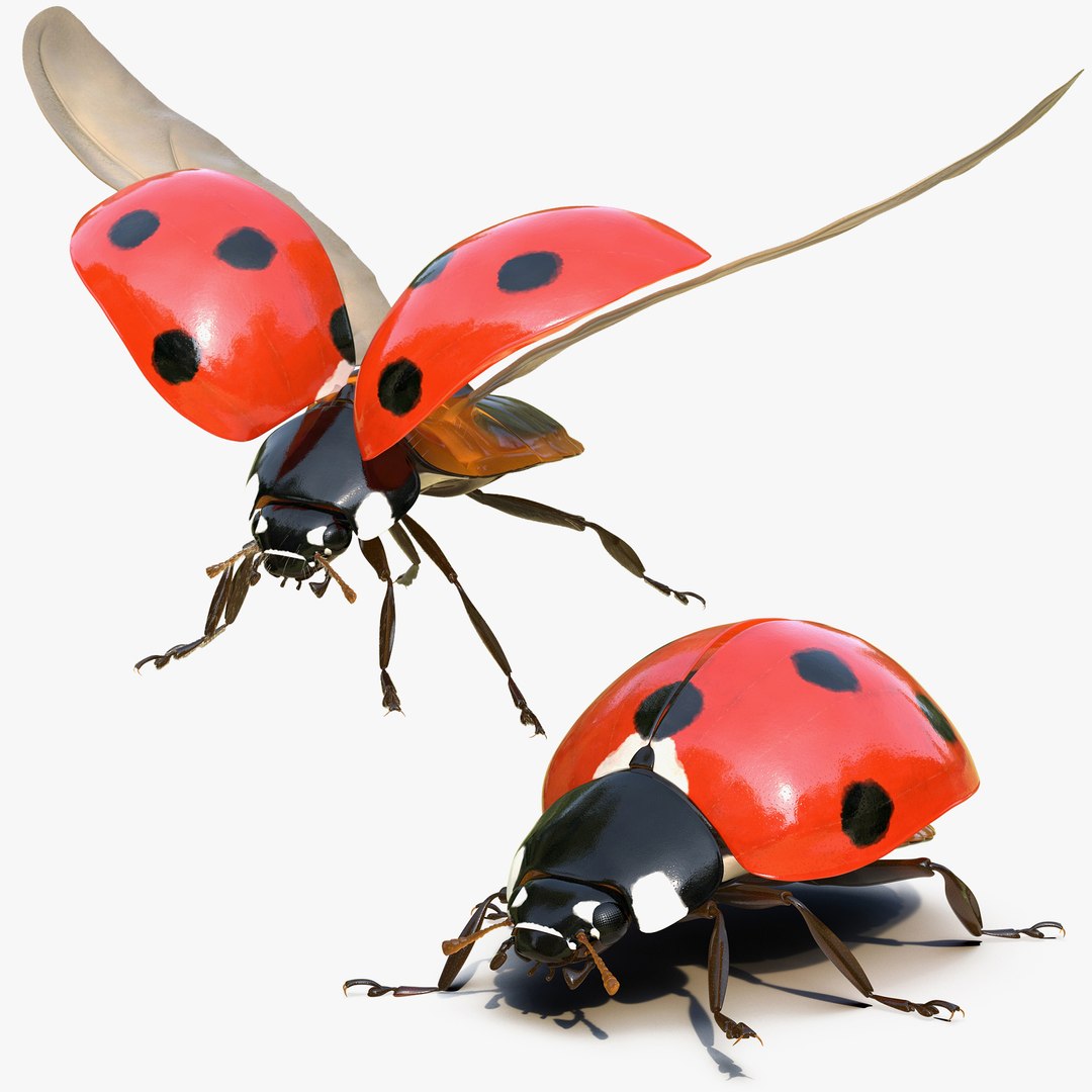 LadyBug Rigged Collection for Cinema 4D 3D model preview