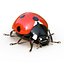ladybug rigged 3D model