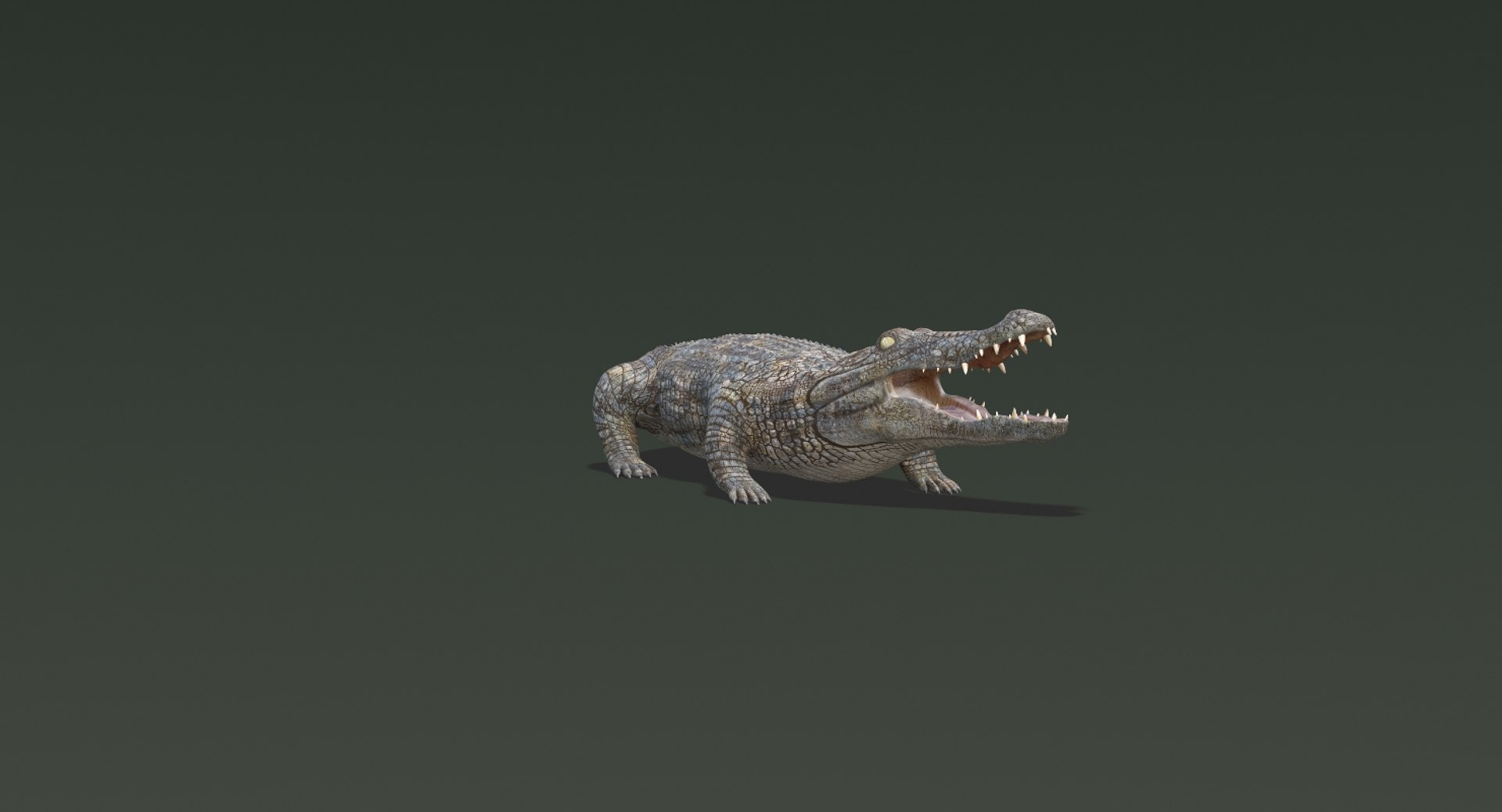 3D realistic crocodile rigged animation https://p.turbosquid.com/ts-thumb/j1/bSoY7g/ElcRyRA2/crocodile8/jpg/1524225638/1920x1080/fit_q87/e3ce9ba0f6ec25087e5a50b9657f0ed1c7c40e84/crocodile8.jpg