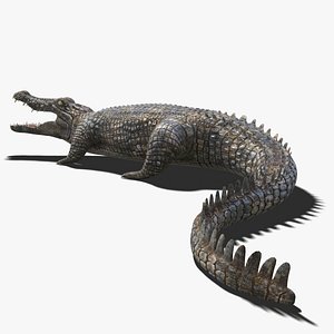 3D realistic crocodile rigged animation