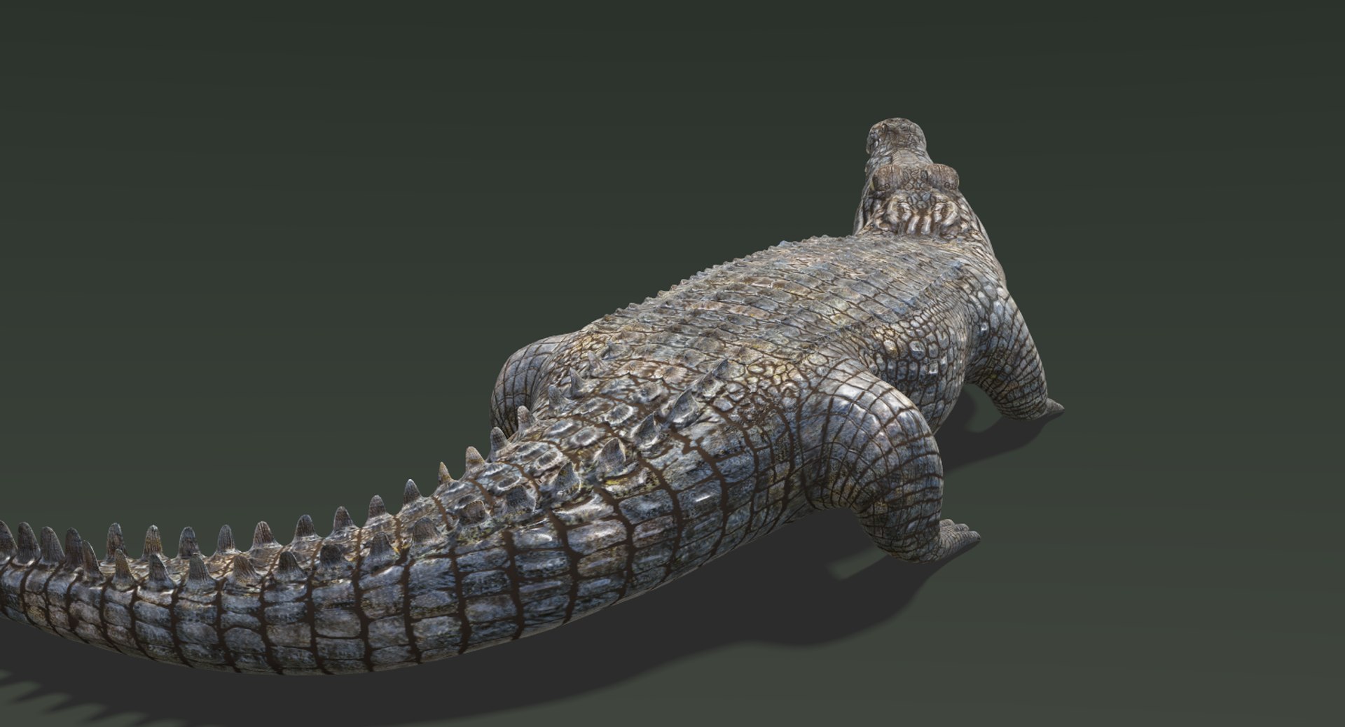 3D realistic crocodile rigged animation https://p.turbosquid.com/ts-thumb/j1/bSoY7g/W2MThotc/crocodile6/png/1524140184/1920x1080/fit_q87/db32e0ce0768f97e8834c457c8c118cd7b3cb0e4/crocodile6.jpg