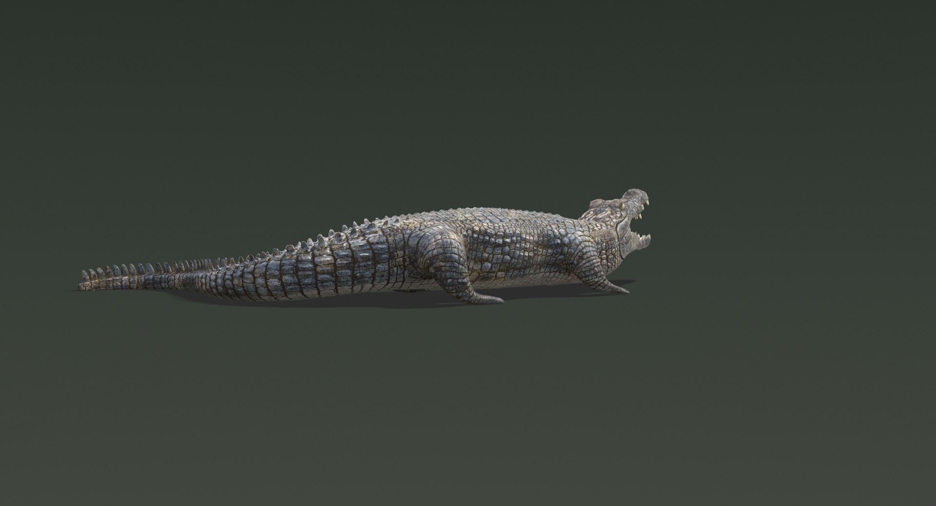 3D realistic crocodile rigged animation https://p.turbosquid.com/ts-thumb/j1/bSoY7g/XCpT9WKh/crocodile9/jpg/1524225644/1920x1080/fit_q87/88f27229d65cc9d193f068226f23abc102dd824e/crocodile9.jpg