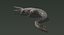 Crocodile Rigged
