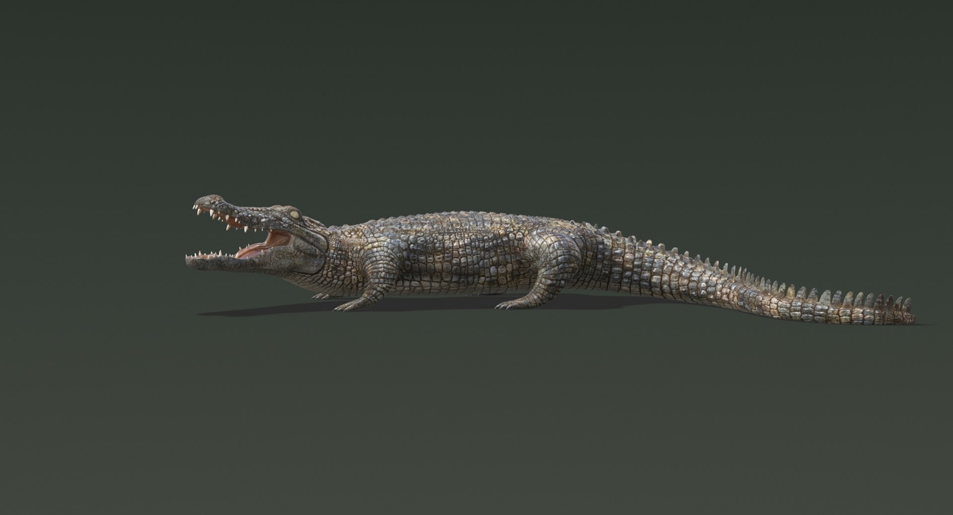 3D realistic crocodile rigged animation https://p.turbosquid.com/ts-thumb/j1/bSoY7g/gEpRj9JW/crocodile7/jpg/1524225635/1920x1080/fit_q87/e67169f5b924937667821497b3ea9e549656cfaf/crocodile7.jpg
