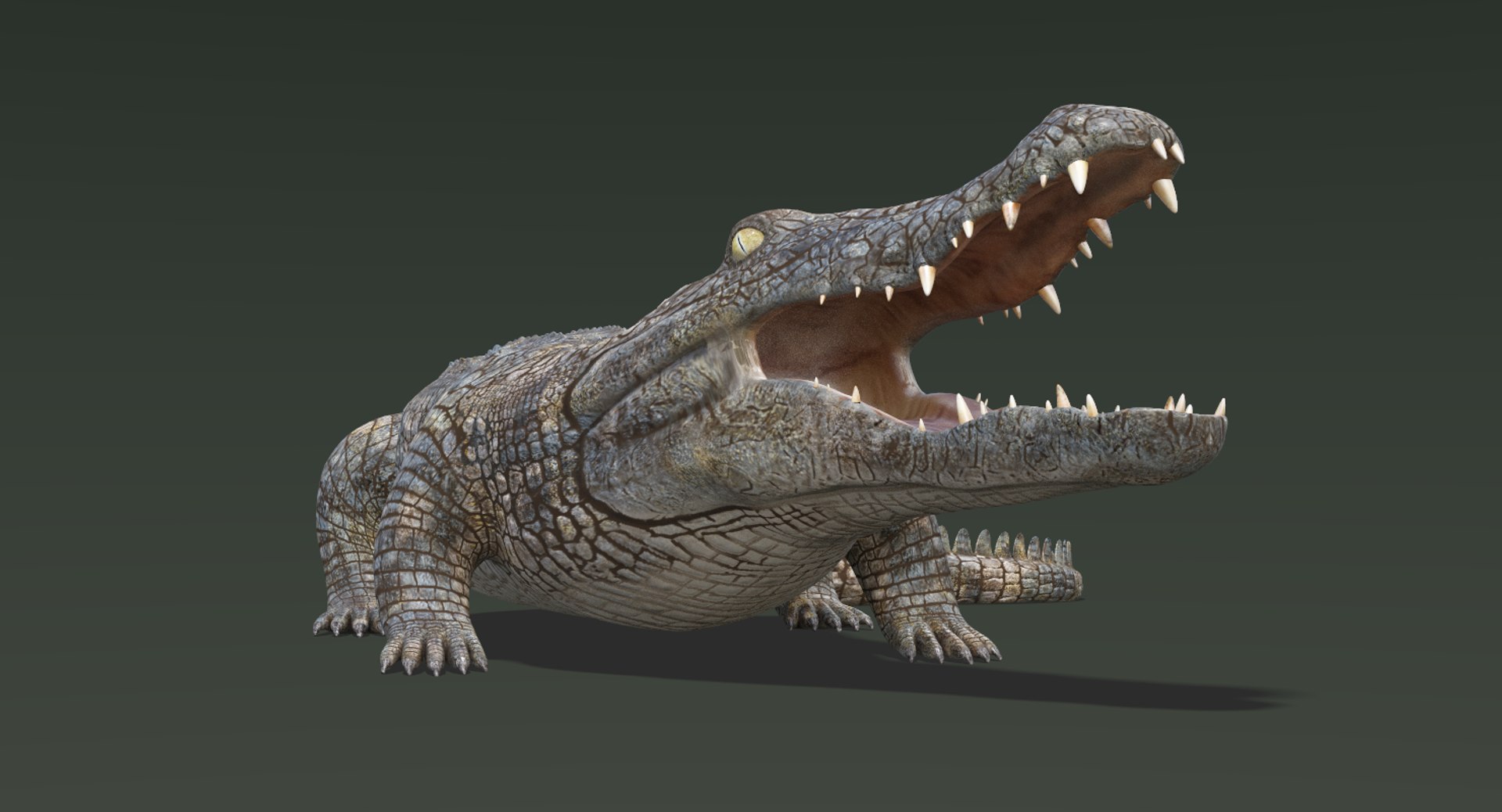 3D Realistic Crocodile Rigged Animation - TurboSquid 1278469