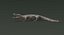 Crocodile Rigged