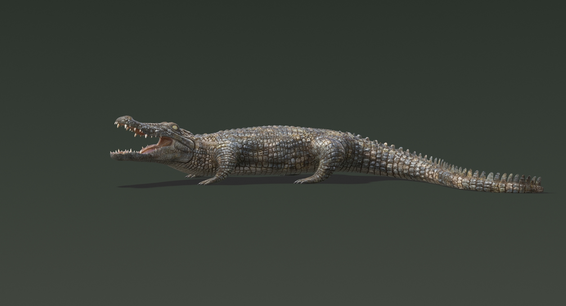 3D realistic crocodile rigged animation https://p.turbosquid.com/ts-thumb/j1/bSoY7g/nJsC7z3T/crocodile/jpg/1524196051/1920x1080/turn_fit_q99/e3083a624a7a12ff8d77c874b85dee26243b2a23/crocodile-1.jpg