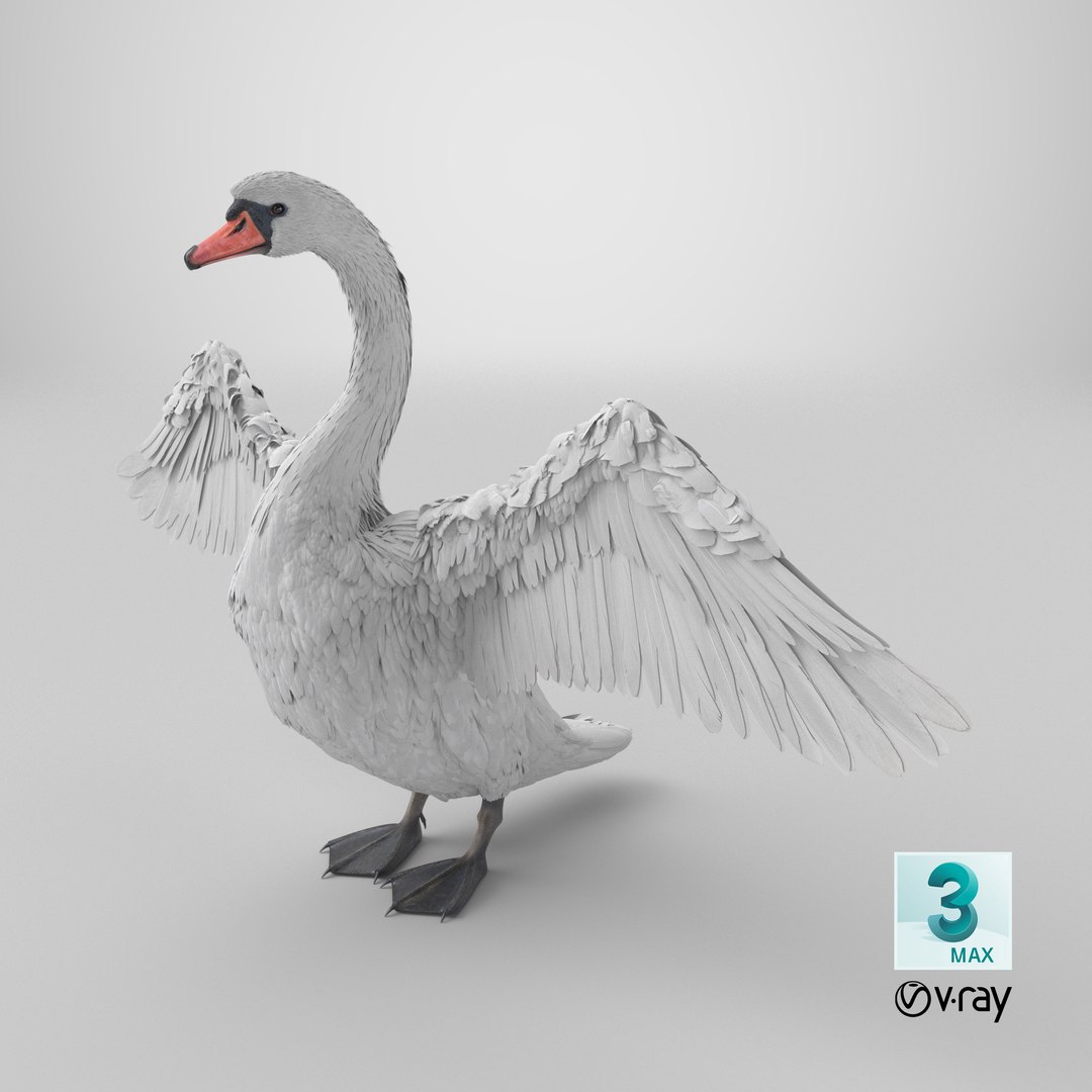 White Swan 3D https://p.turbosquid.com/ts-thumb/j1/dX0I5u/6c/stemcell_max_vray_render/png/1746614729/1920x1080/fit_q87/9d5448c435f6bf3ef8555f817279c96e617d1baf/stemcell_max_vray_render.jpg