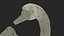 White Swan