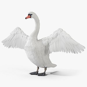 White Swan