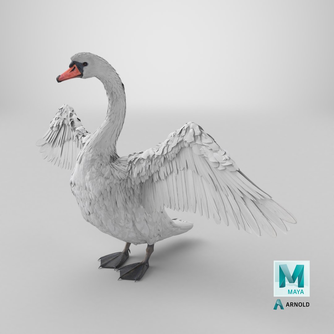 White Swan 3D https://p.turbosquid.com/ts-thumb/j1/dX0I5u/l6/stemcell_maya_arnold_render/png/1746614722/1920x1080/fit_q87/bb9e4b820d9a8175b02ff9ed6fe143c82cced554/stemcell_maya_arnold_render.jpg