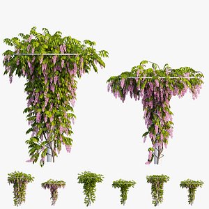 Wisterial tree 14