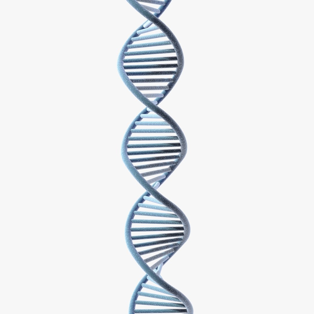 dna 3D model https://p.turbosquid.com/ts-thumb/j1/iew1OP/DWWFZitG/dna3/jpg/1583955586/1920x1080/fit_q87/2f954f2b7cbf92d17caeaa55427b09258f282ef1/dna3.jpg