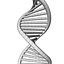 dna 3D model
