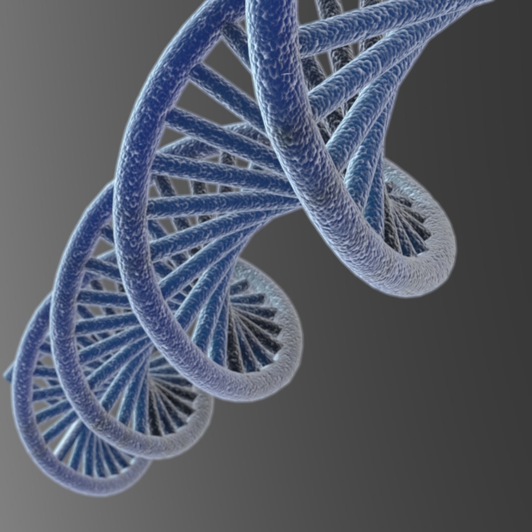 dna 3D model https://p.turbosquid.com/ts-thumb/j1/iew1OP/GQ4qPYXK/dna7_0/jpg/1583955586/1920x1080/fit_q87/1e266c7b687a8c4a08546c90cde92483055169ca/dna7_0.jpg