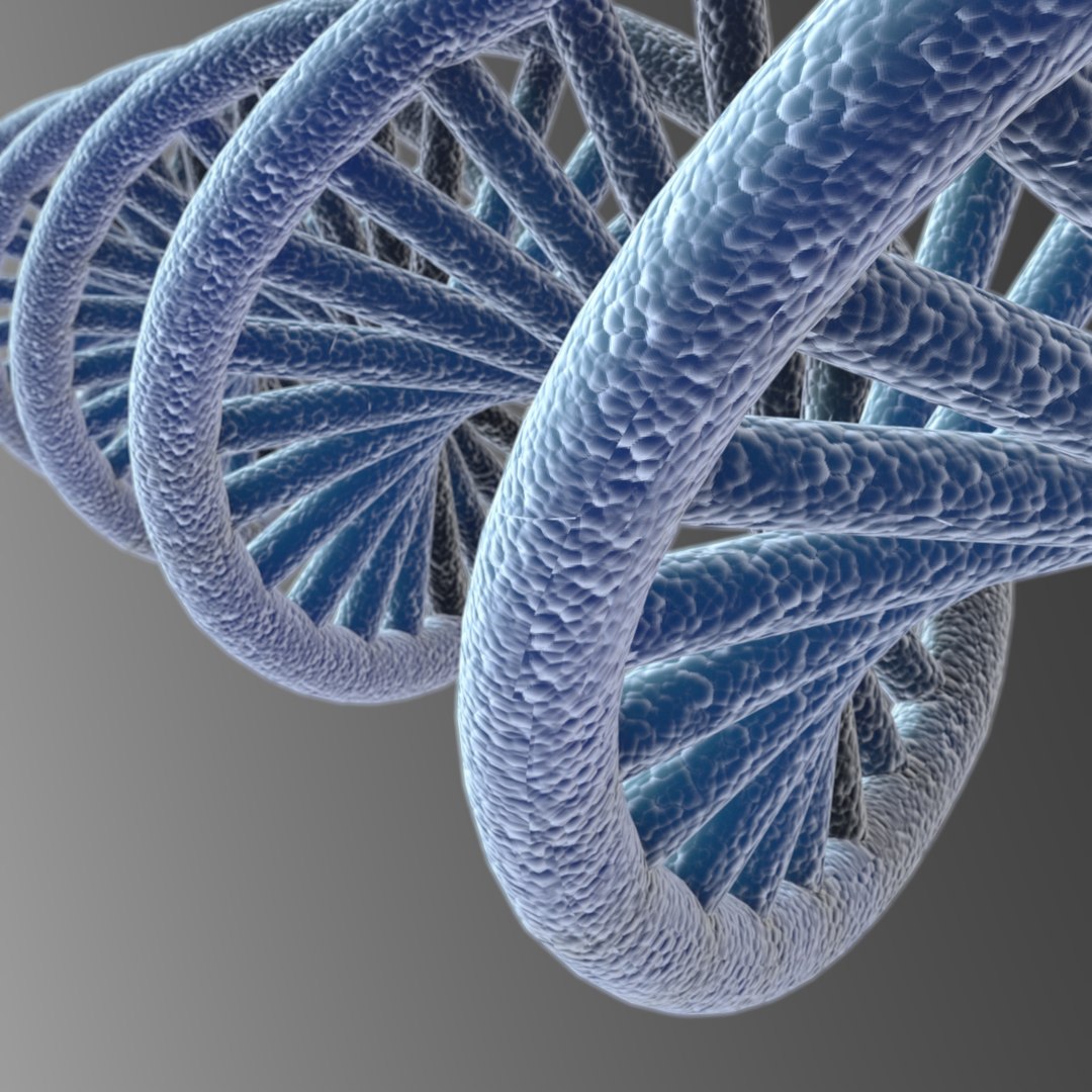 dna 3D model https://p.turbosquid.com/ts-thumb/j1/iew1OP/Seb1txlS/dna6_0/jpg/1583955586/1920x1080/fit_q87/d4d74cc4d305a270870edfa03e25059e512910ab/dna6_0.jpg