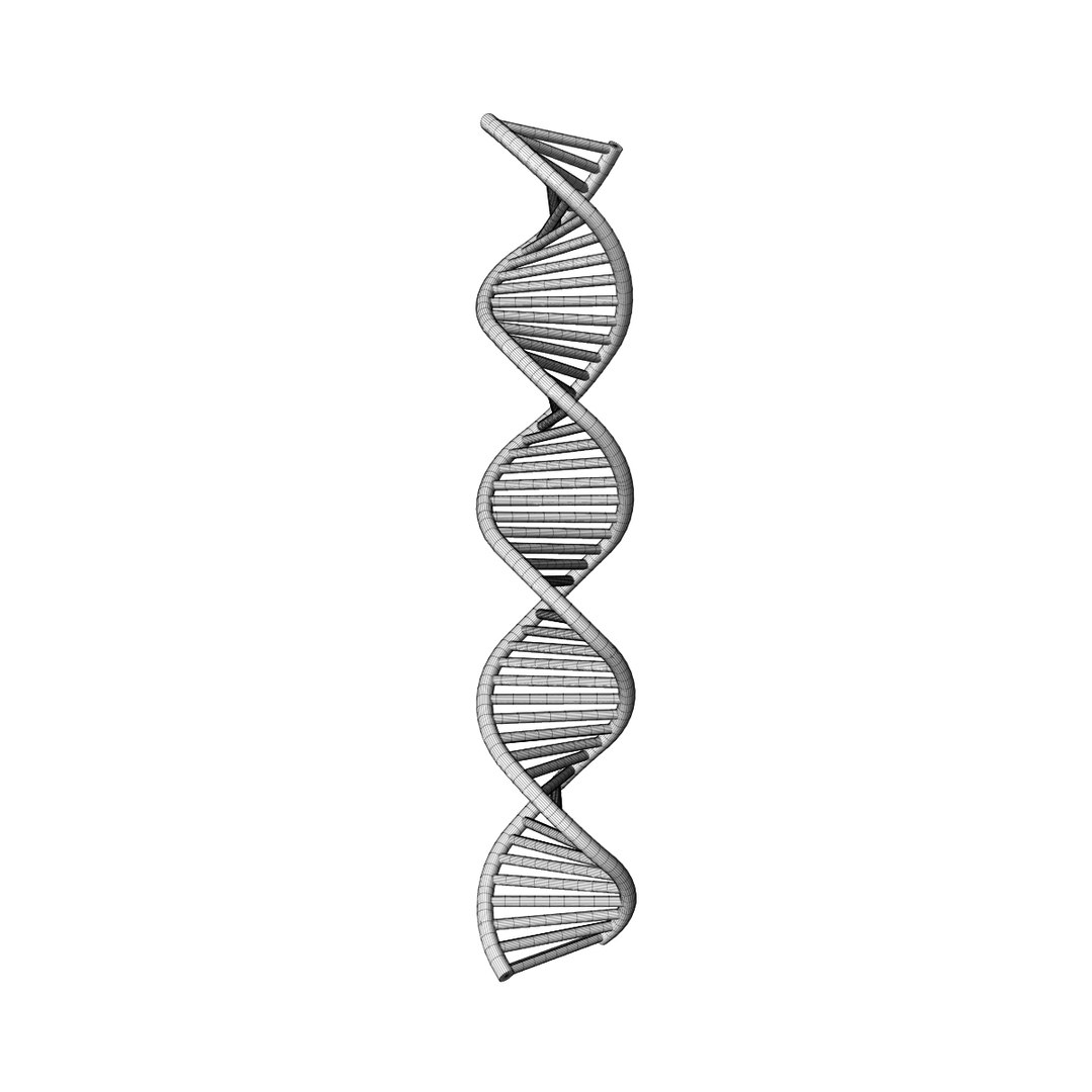 dna 3D model https://p.turbosquid.com/ts-thumb/j1/iew1OP/lsueE0Jl/wire2/jpg/1583955586/1920x1080/fit_q87/b01f73c0d98ec3df5124e0d17cf2c341d32f0b32/wire2.jpg