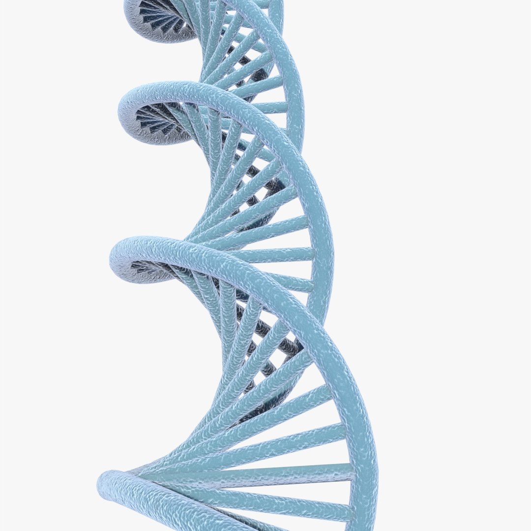 dna 3D model https://p.turbosquid.com/ts-thumb/j1/iew1OP/mkWD9f0F/dna4/jpg/1583955586/1920x1080/fit_q87/f4dbea37cd8e0bf862f4286ad013b4b03677517f/dna4.jpg