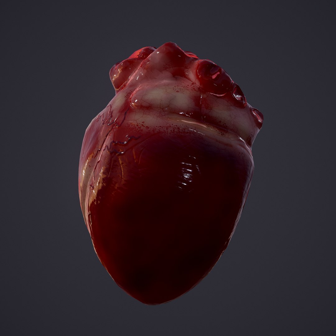 3D human heart model https://p.turbosquid.com/ts-thumb/j1/mid6aw/3hYhqcNZ/15/png/1583025488/1920x1080/fit_q87/e9ed991949bd7806099e01b1f03fe5eab665ae8d/15.jpg