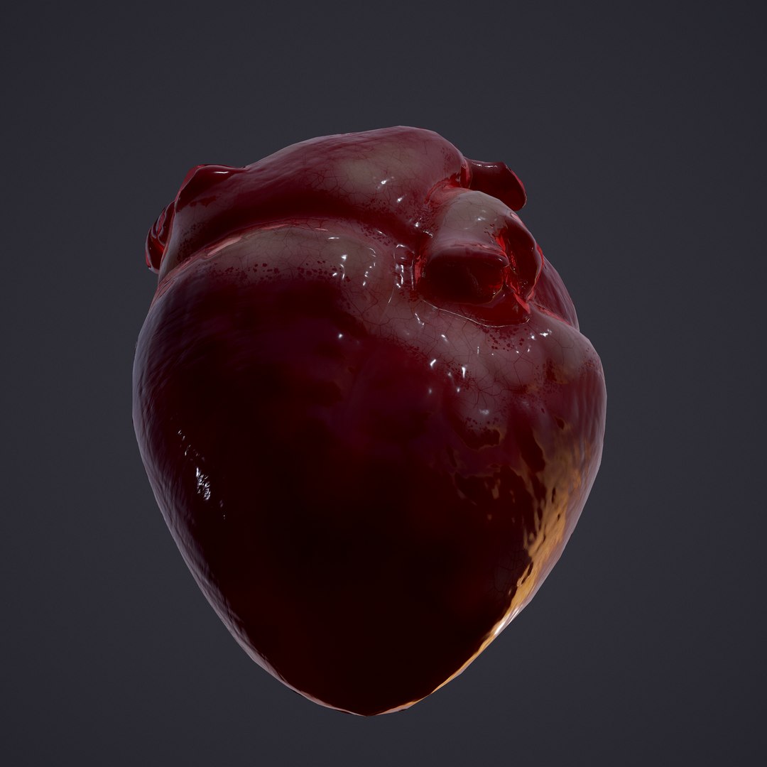 3D human heart model https://p.turbosquid.com/ts-thumb/j1/mid6aw/5k3VrNAa/25/png/1583025737/1920x1080/fit_q87/43197608b5226dc73f9e64e222567be8c0156e90/25.jpg
