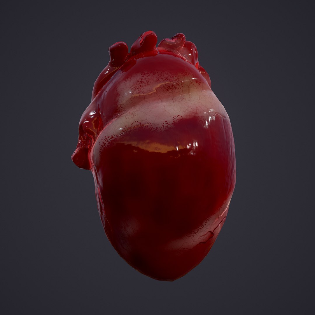 3D human heart model https://p.turbosquid.com/ts-thumb/j1/mid6aw/ArRq8WbT/13/png/1583025488/1920x1080/fit_q87/530c4c74c6e3a85acee13b87f7ef5075ee39d978/13.jpg