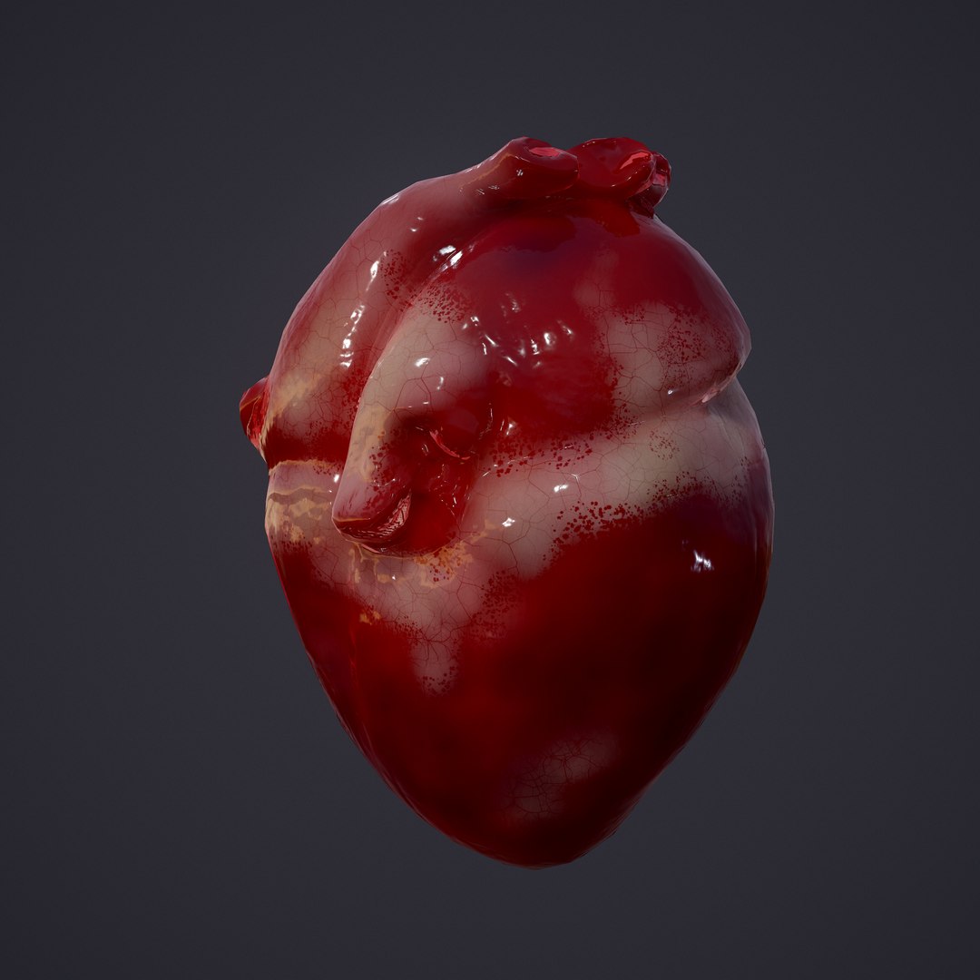 3D human heart model https://p.turbosquid.com/ts-thumb/j1/mid6aw/HveZEusI/5/png/1583025488/1920x1080/fit_q87/02fb79a7af2a5c65668bc7abfdd2987390c9538d/5.jpg
