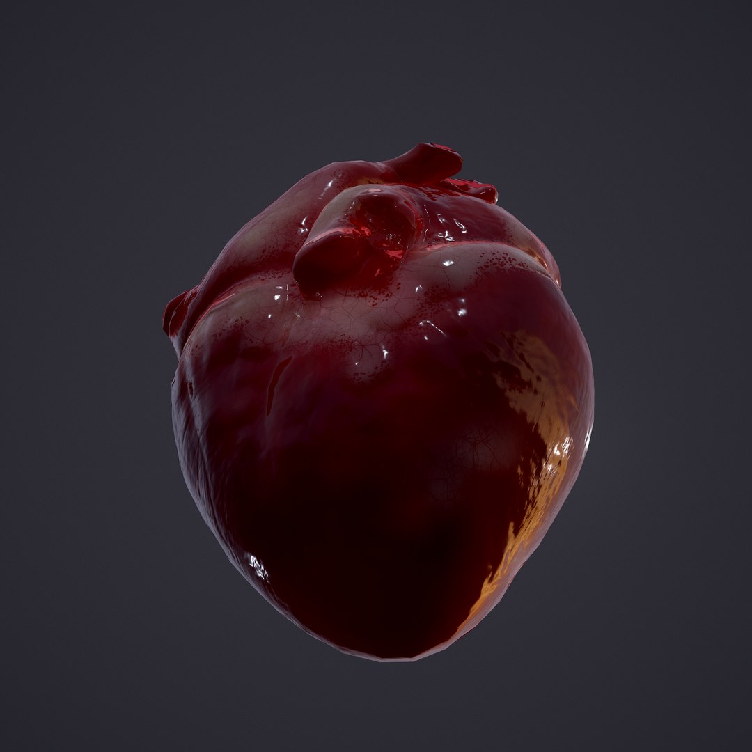 3D human heart model https://p.turbosquid.com/ts-thumb/j1/mid6aw/bio2y4PB/16/png/1583025488/1920x1080/fit_q87/e457e339b739771fa2debc3e2657c844725592c7/16.jpg