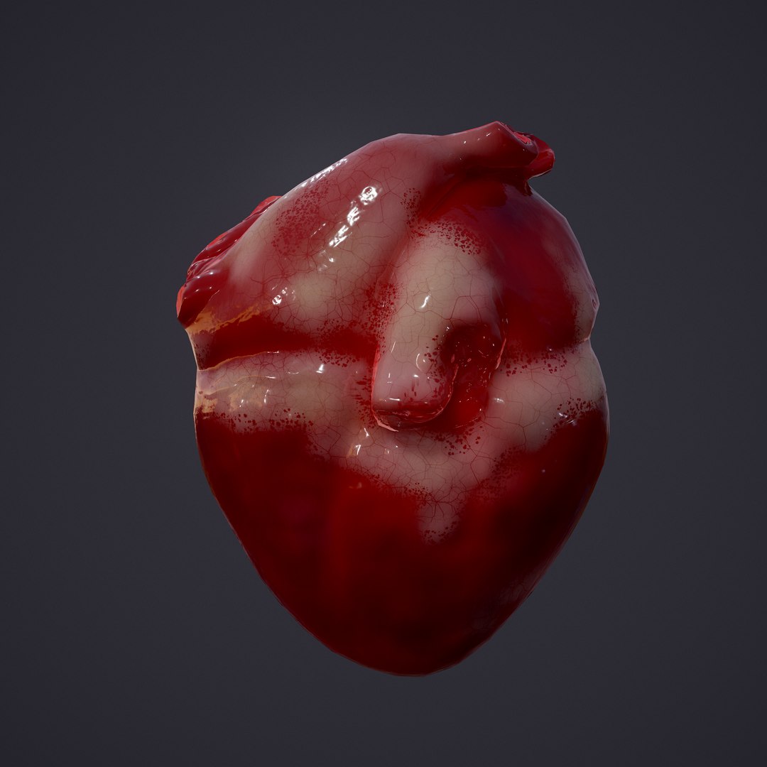 3D human heart model https://p.turbosquid.com/ts-thumb/j1/mid6aw/cMGva9xI/6/png/1583025488/1920x1080/fit_q87/b64f4c99eb30fbb8972b102269a06cff31c280f8/6.jpg