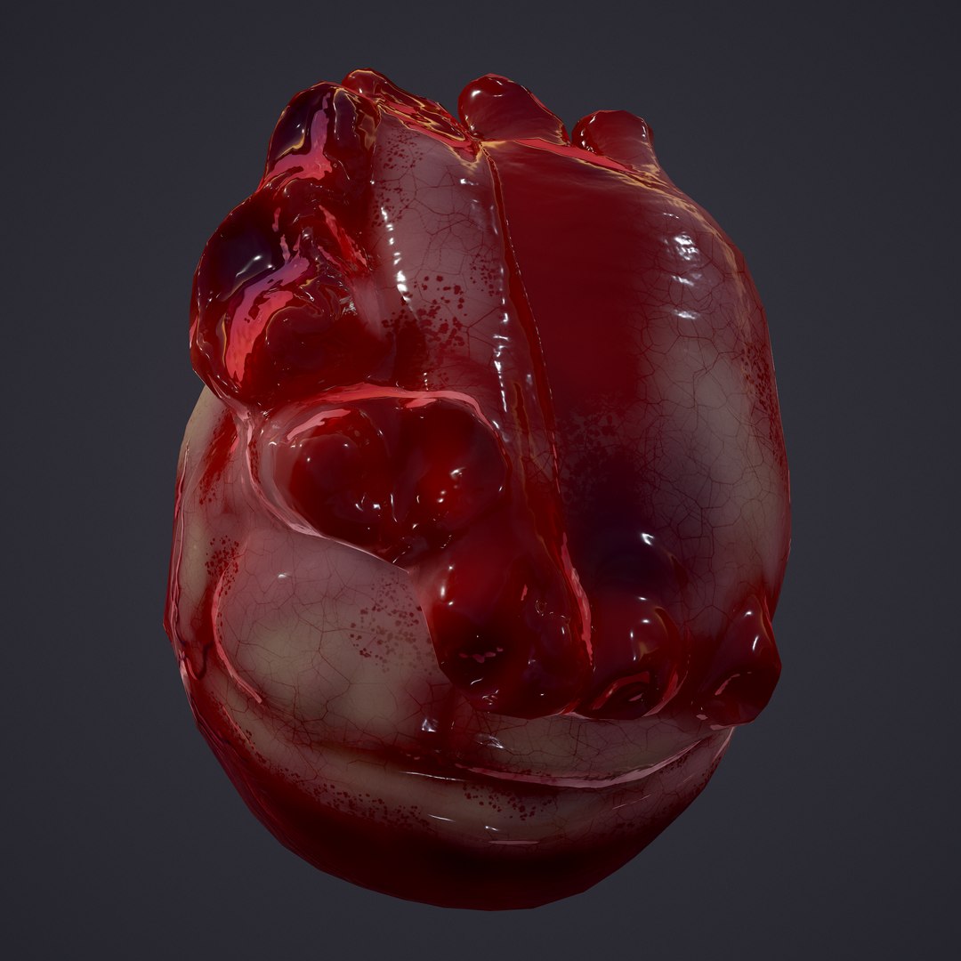 3D human heart model https://p.turbosquid.com/ts-thumb/j1/mid6aw/dpx1dx5L/22/png/1583025737/1920x1080/fit_q87/b5c30917091f32d957f52d1bef297eaf1961d7c1/22.jpg