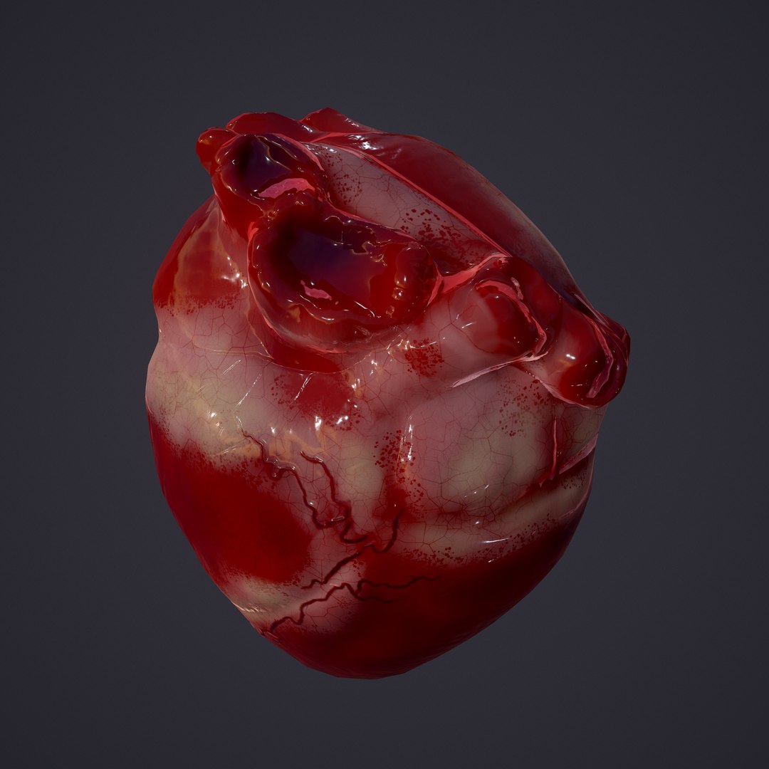 3D human heart model https://p.turbosquid.com/ts-thumb/j1/mid6aw/jevu6ZUC/14/png/1583025488/1920x1080/fit_q87/7bb041f60e5c860cb0562d1d381c8315cd0bb6b6/14.jpg