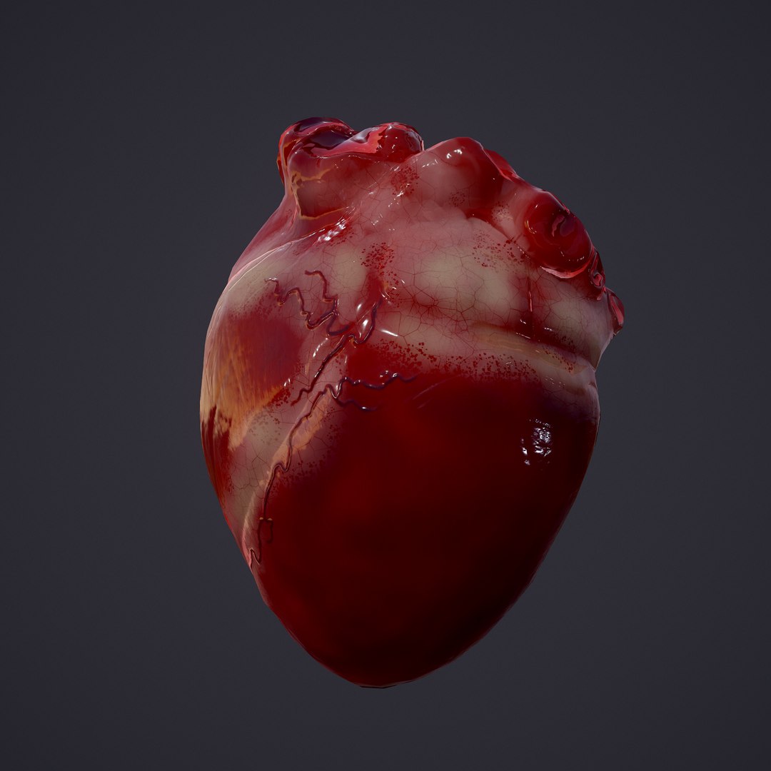 3D human heart model https://p.turbosquid.com/ts-thumb/j1/mid6aw/plsK4e5K/10/png/1583025488/1920x1080/fit_q87/12106707a54e89c3b30fb5eb522017d0748c1985/10.jpg