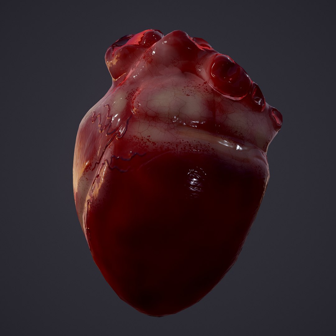 3D human heart model https://p.turbosquid.com/ts-thumb/j1/mid6aw/sYgtHtZ6/24/png/1583025737/1920x1080/fit_q87/b3ee9c1358a85aec6afeb4e5be143bba880f03cb/24.jpg