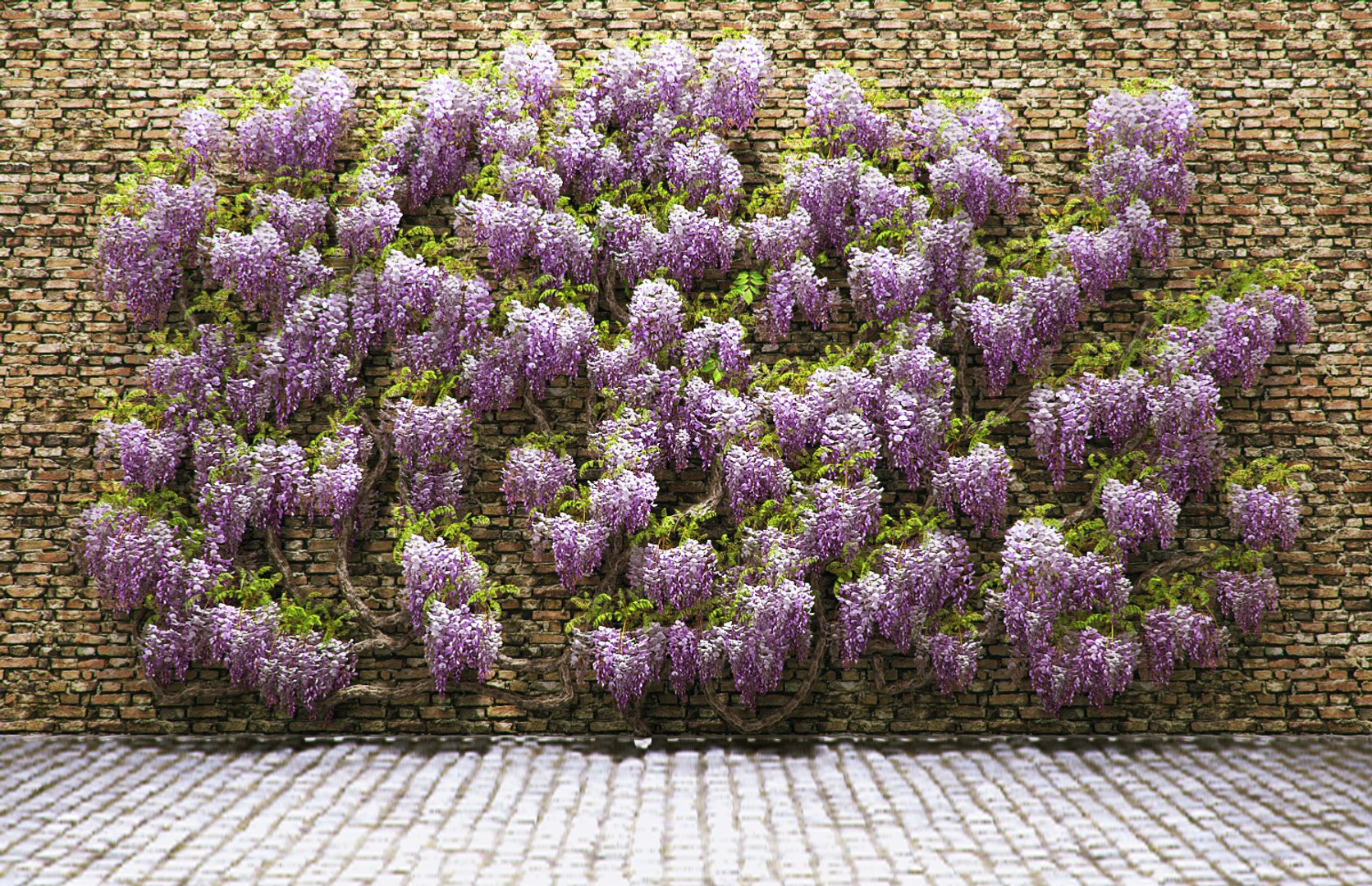 3d Wisteria Flowering Wall Model
