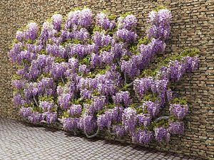 3d wisteria flowering wall model