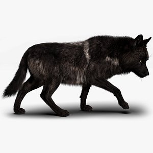 Black Timber Wolf Fur