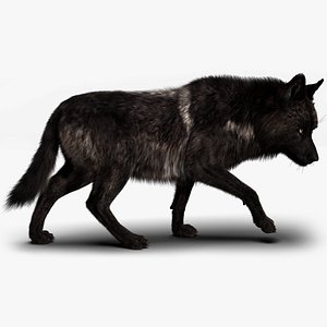 Black Timber Wolf Fur