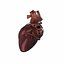 Cuore umano