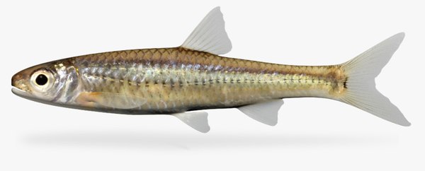 Notropis 3D Models for Download TurboSquid