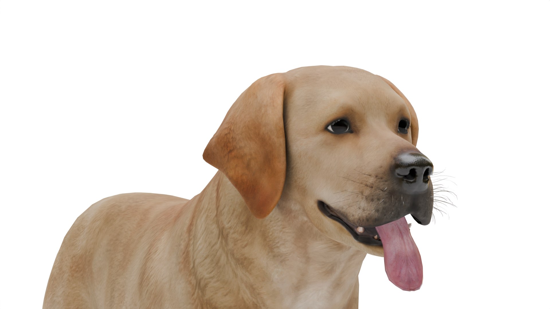 Labrador Retriever 3D Model - TurboSquid 2443401