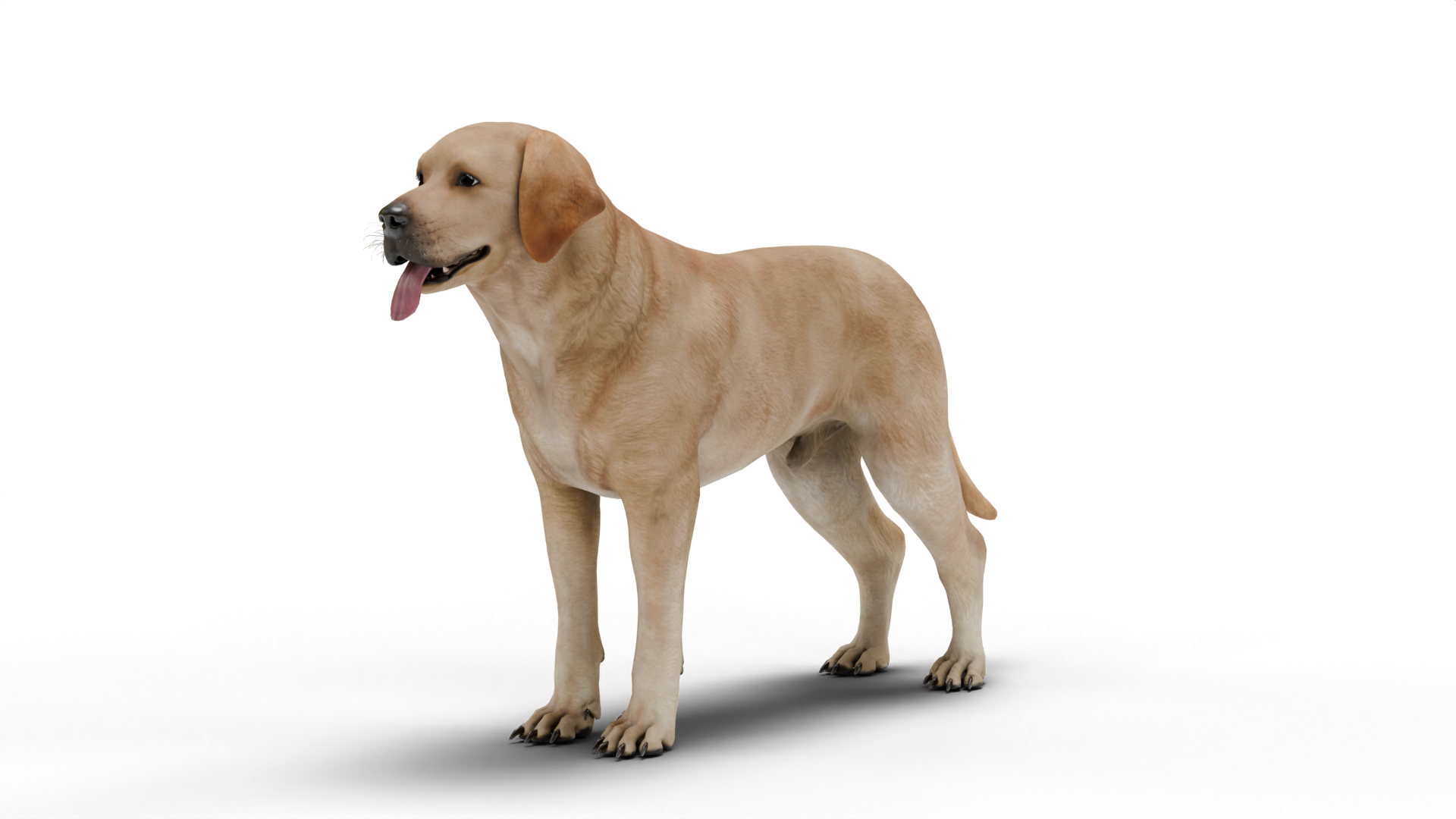 Labrador Retriever 3D Model - TurboSquid 2443401
