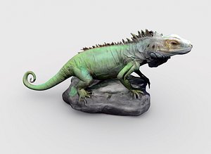 3D model Realistic Iguana 3D Model